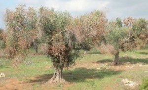 xylella-salento
