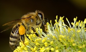 agricoltura biologica