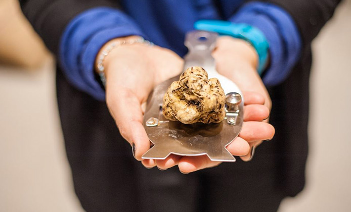 tartufo bianco d'Alba