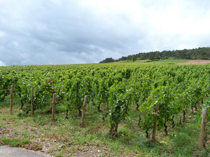 vigneti Volnay Borgogna