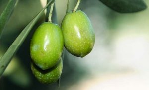 olio evo