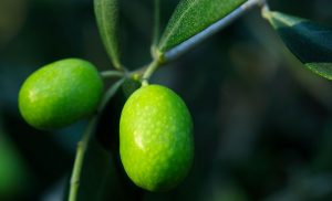 olio-garda-dop