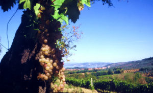 Trasimeno Rosé Festival