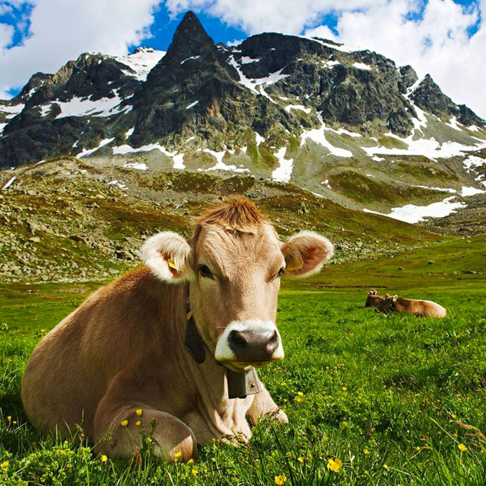 caseificio brema Dolomiti Bellunesi