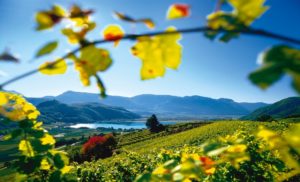 I vini dell'Alto Adige in tour
