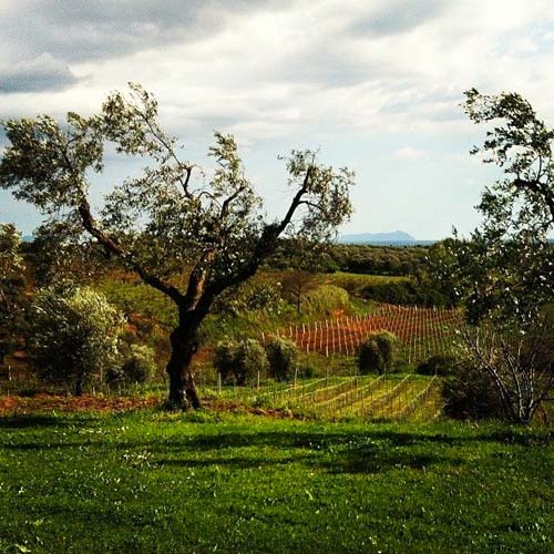 cori-vista-dal-casolare-de-la-volpe-e-l-uva