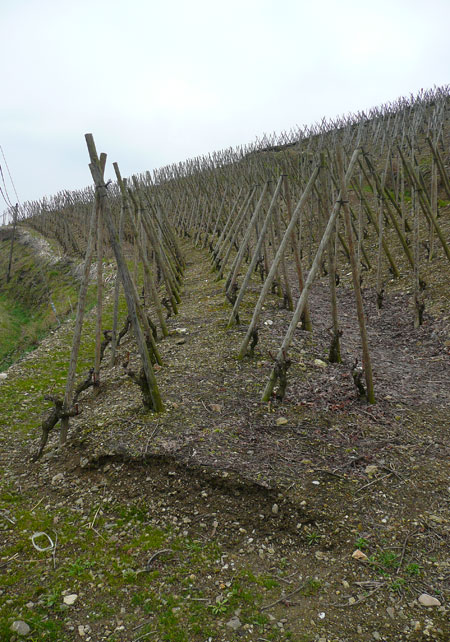 Côte-Rôtie