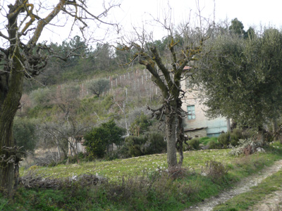 oasi