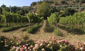 oasi-degli-angeli-kurni