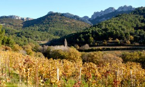 gigondas