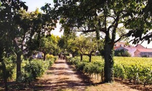 domaine-matrot