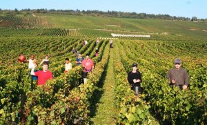 domaine-jean-jacques-confuron