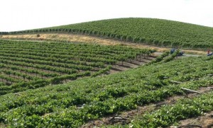 vendemmia-2013