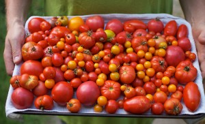 farmers-market