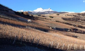 vini-svizzeri-vallese