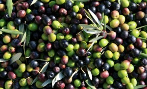 olio-garda-dop-olive