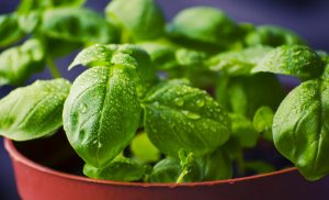 Spezie ed erbe aromatiche