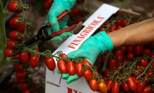 Così Com'è Finagricola