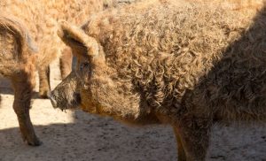 razza mangalica