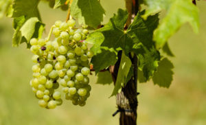 ViniVeri 2018 Cerea